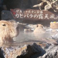 伊豆シャボテン公園